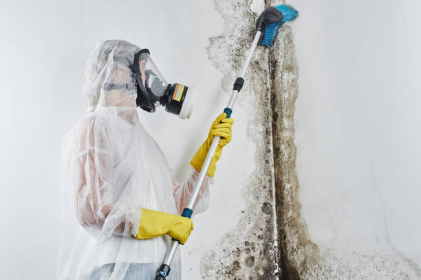 Best Black Mold Removal  in Lander, WY