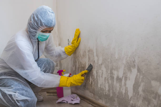 Mold Removal and Inspection in Lander, WY