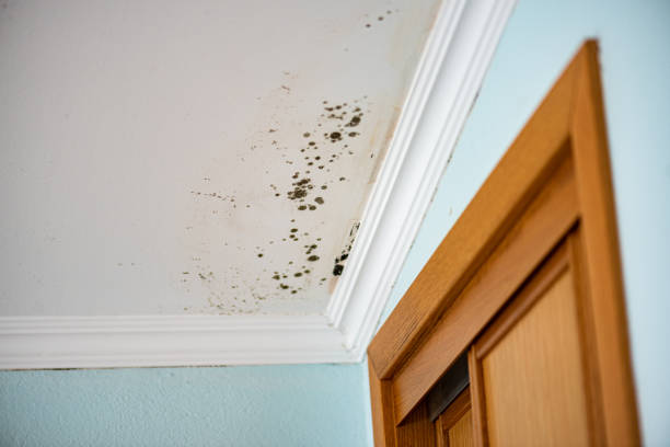 Best Affordable Mold Removal  in Lander, WY