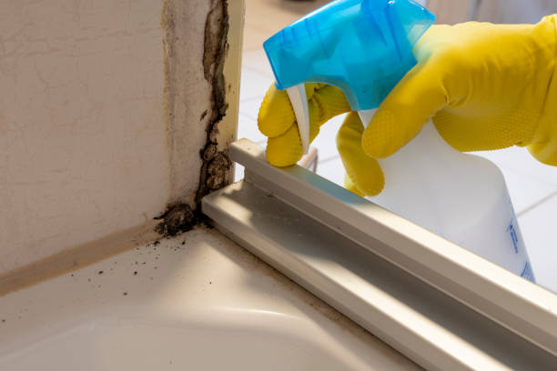 Best Affordable Mold Removal  in Lander, WY