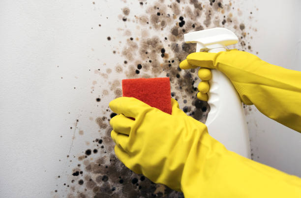 Best Mold Removal Near Me  in Lander, WY