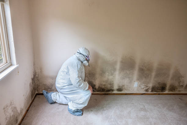 Best Residential Mold Removal  in Lander, WY