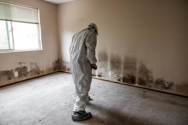 Best Fast Mold Removal  in Lander, WY