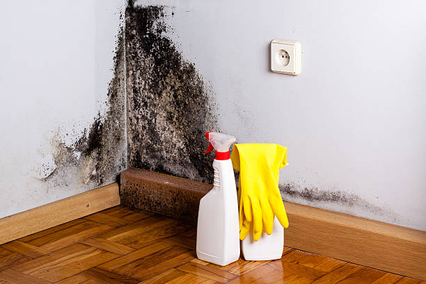 Best Mold Removal Near Me  in Lander, WY