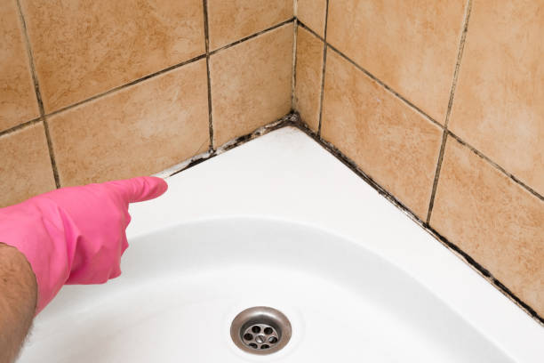 Best Local Mold Removal Service  in Lander, WY