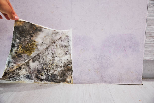Best Mold Damage Repair  in Lander, WY